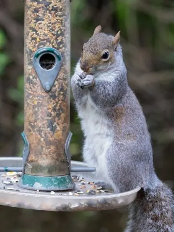 Squirrel eating from bird feeder