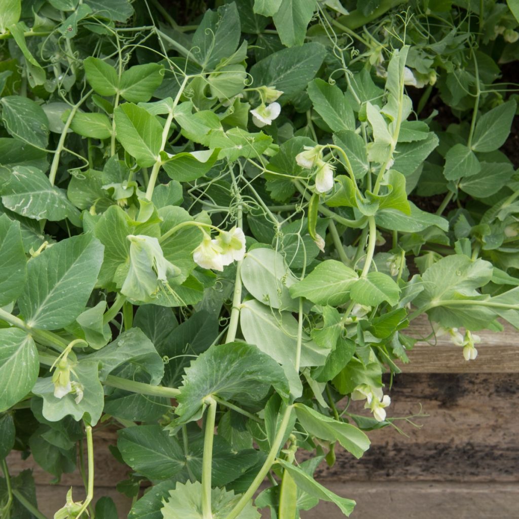 Raised bed with cover crop of peas