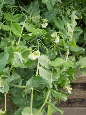 Raised bed with cover crop of peas