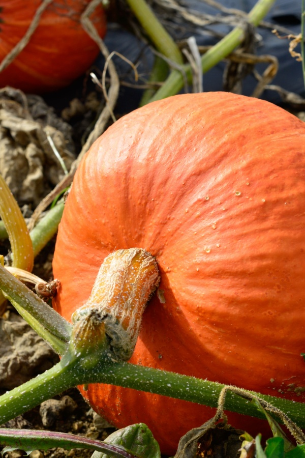 A pumpkin ready for harvesting on the vine