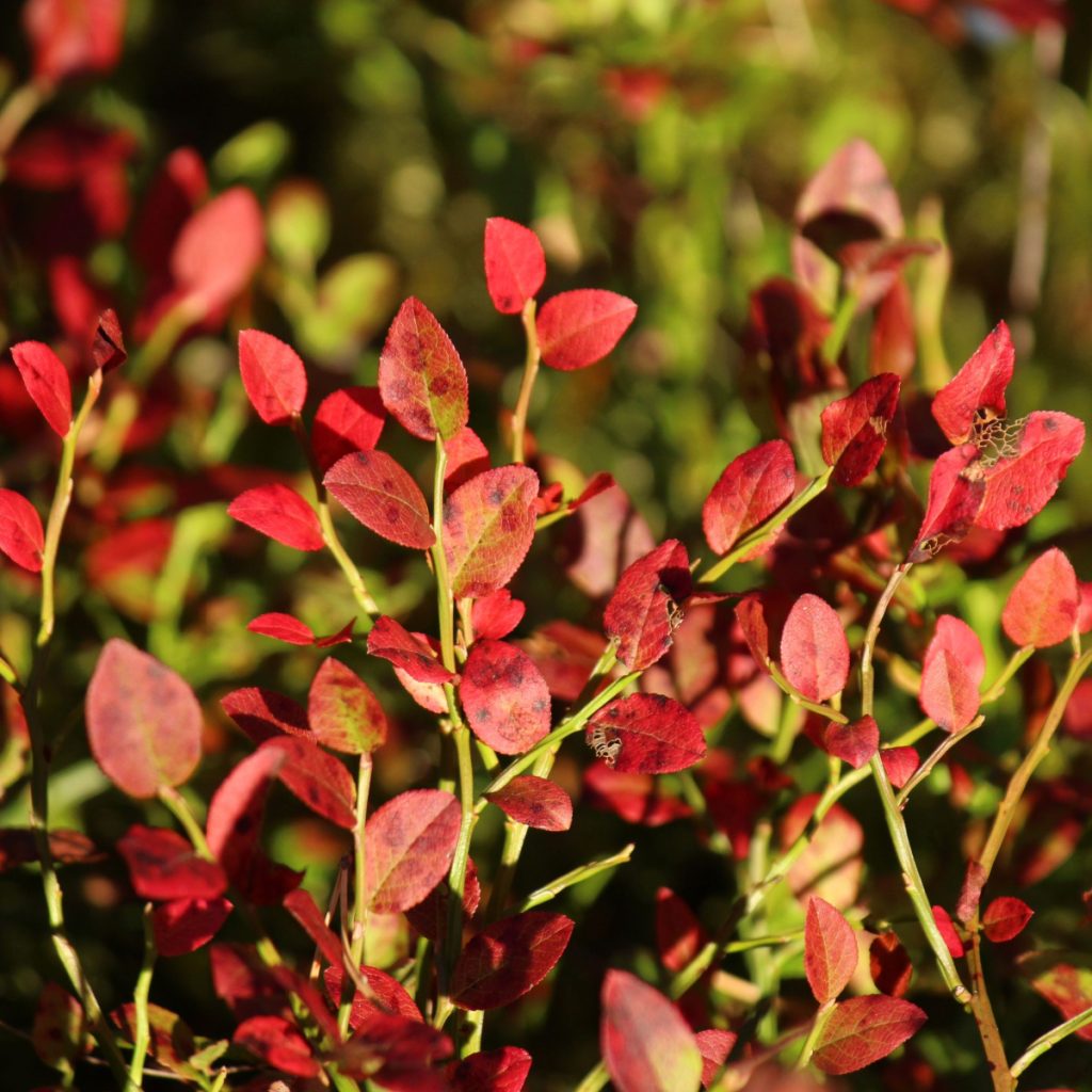 blueberry bushes before winter