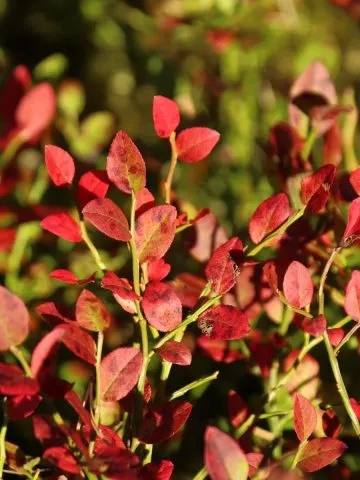 blueberry bushes before winter