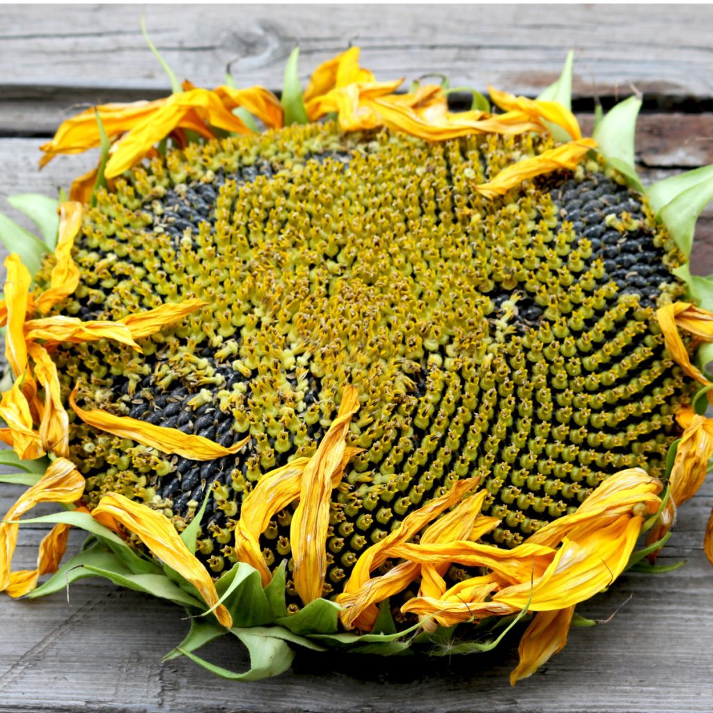 harvest dry and roast sunflower seeds