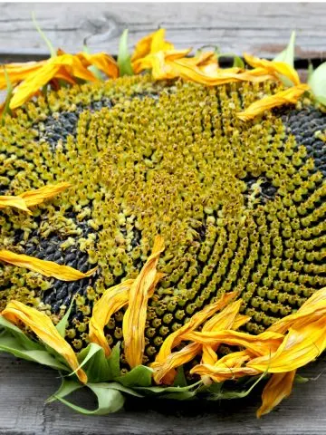 harvest dry and roast sunflower seeds