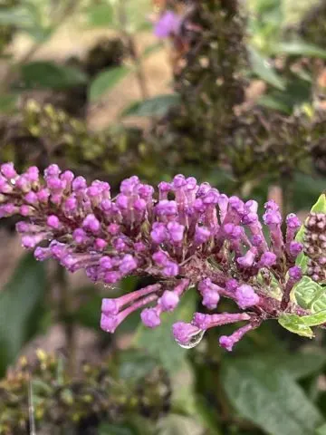 lilacs in the fall