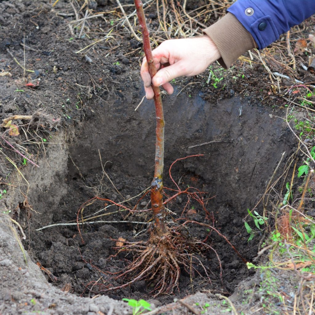 Planting apple tree in the fall