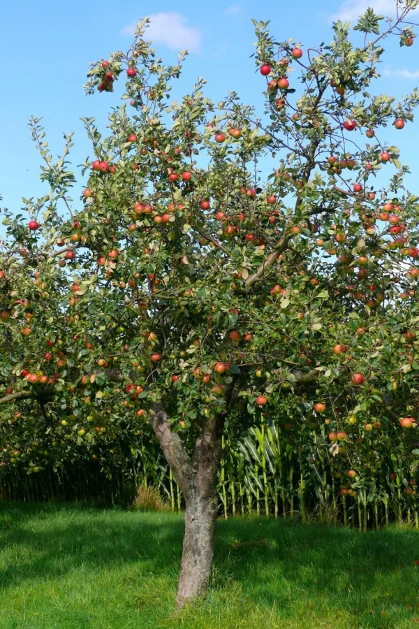 Mature tree