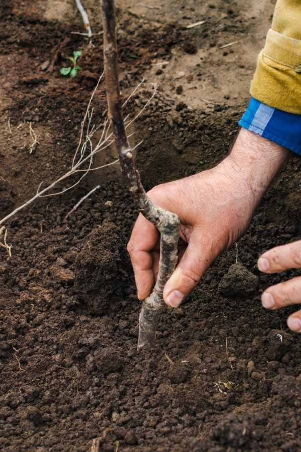 an apple tree's rootstock not getting buried