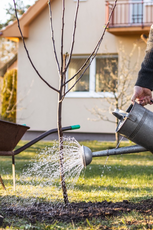 Watering a newly planted tree