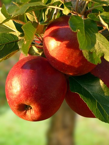 plant apple tree in fall