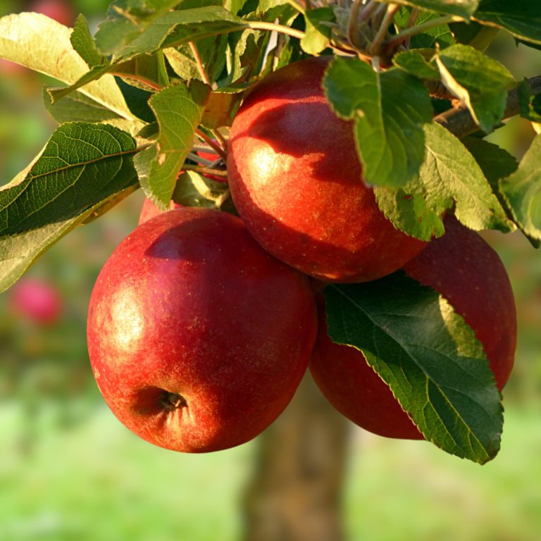 plant apple tree in fall