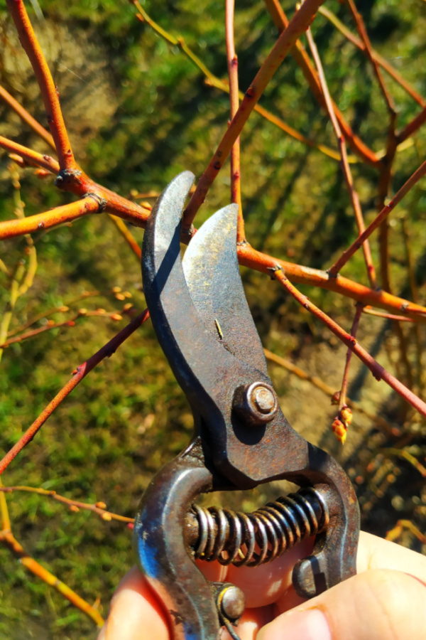 prune blueberry bushes before winter