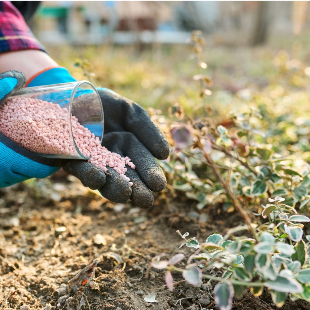 avoid fertilizing perennials in the fall