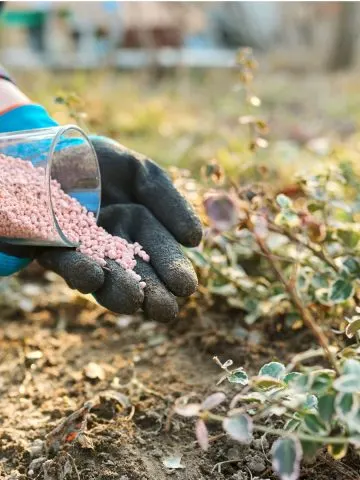 avoid fertilizing perennials in the fall