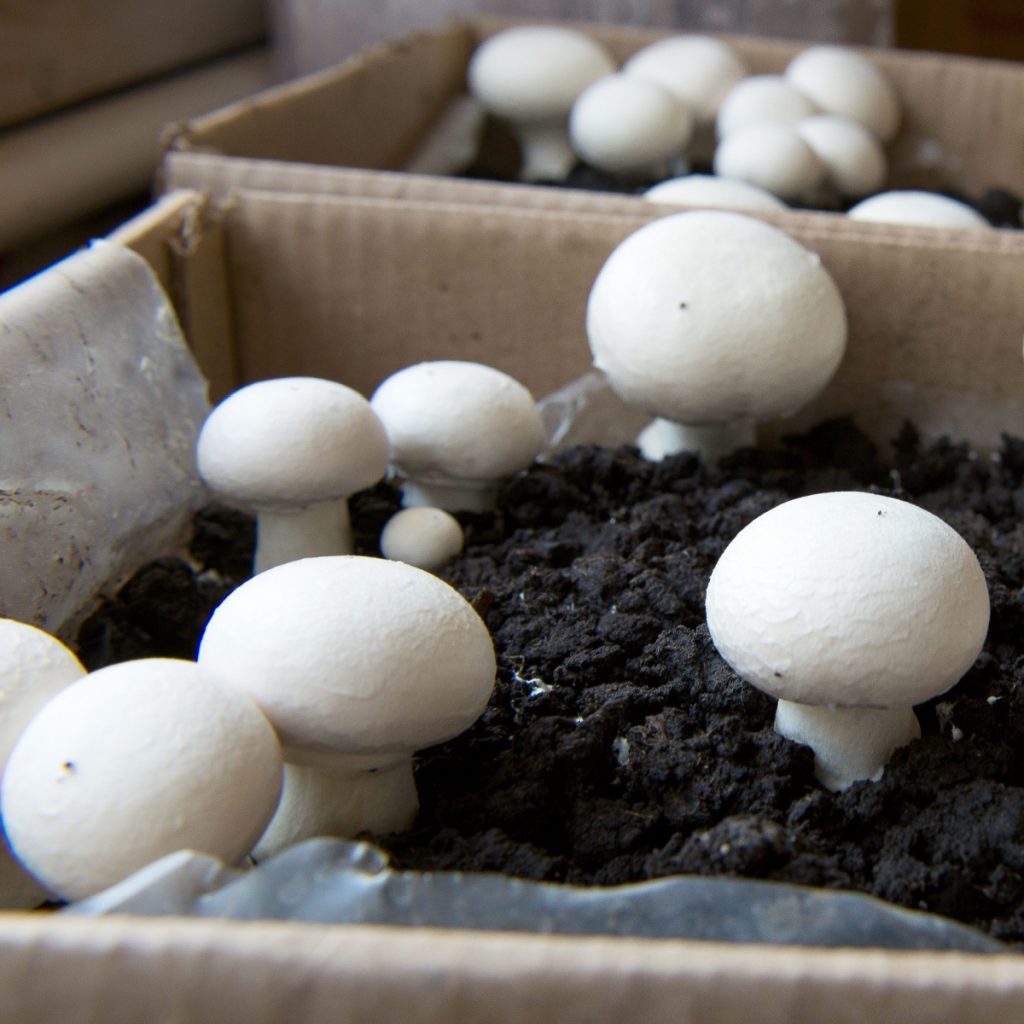 grow mushroom indoors