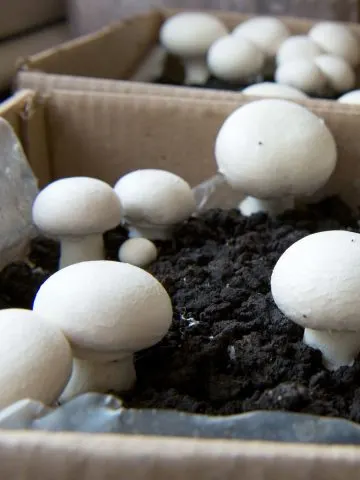 grow mushroom indoors