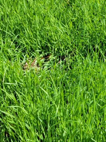 plant annual rye cover crop