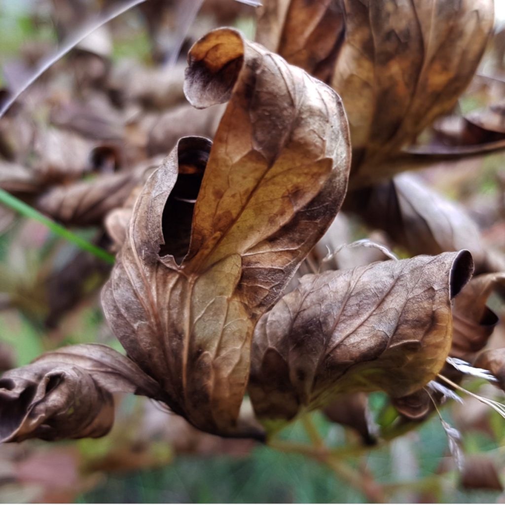 fall peony bushes