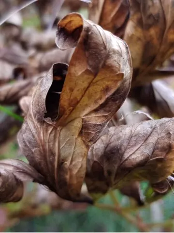 fall peony bushes