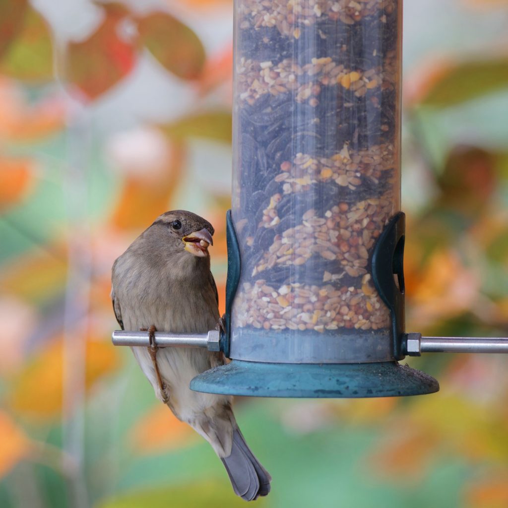 how to feed birds in the fall