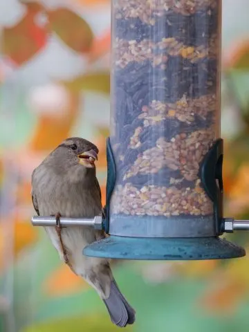 how to feed birds in the fall