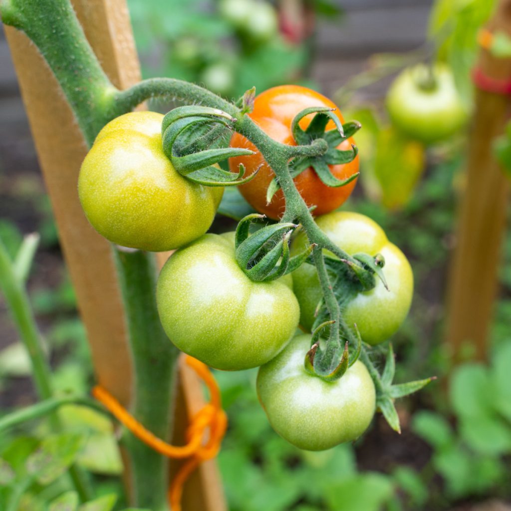 ripen late season tomatoes