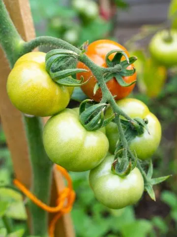 ripen late season tomatoes