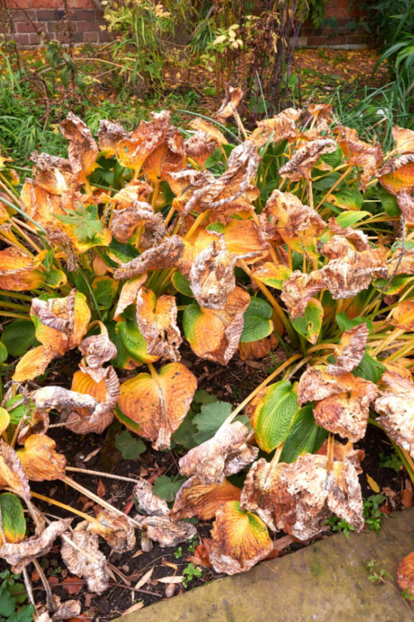 hosta dormant