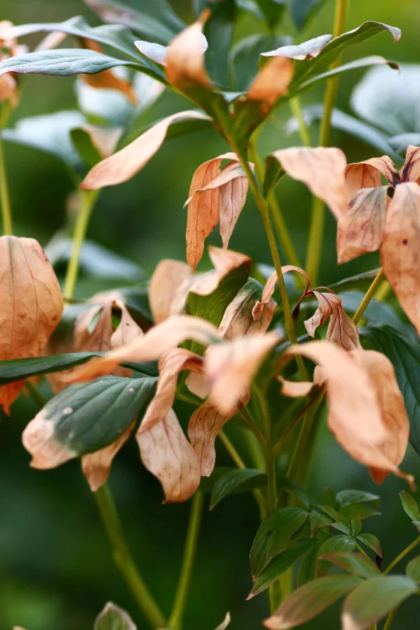 fall perennials