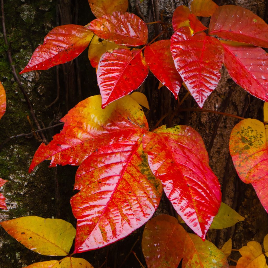 eliminate poison ivy plants in the fall