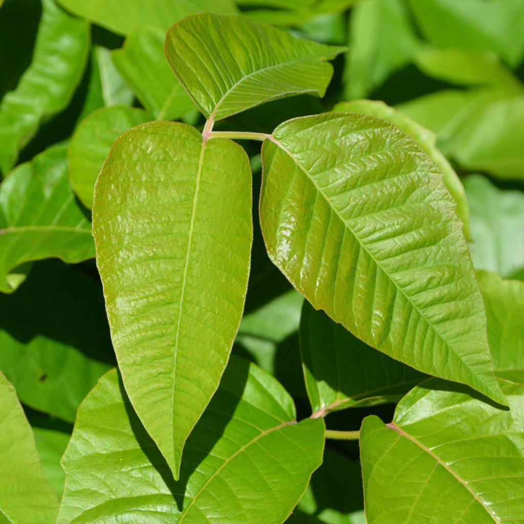 eliminate poison ivy in fall