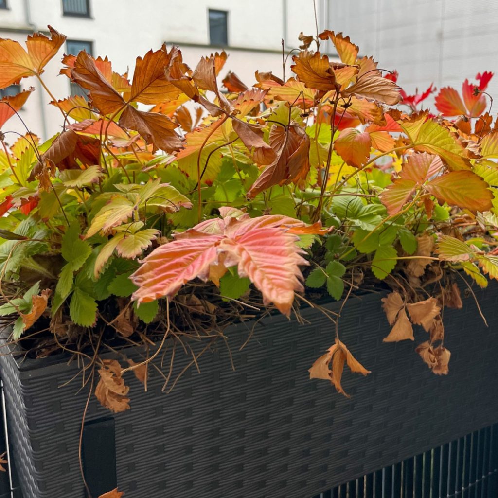 potted strawberry plants before winter