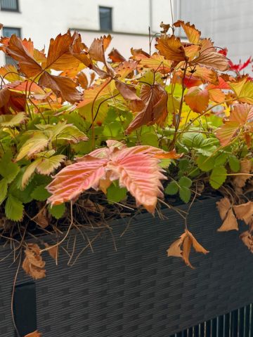 potted strawberry plants before winter