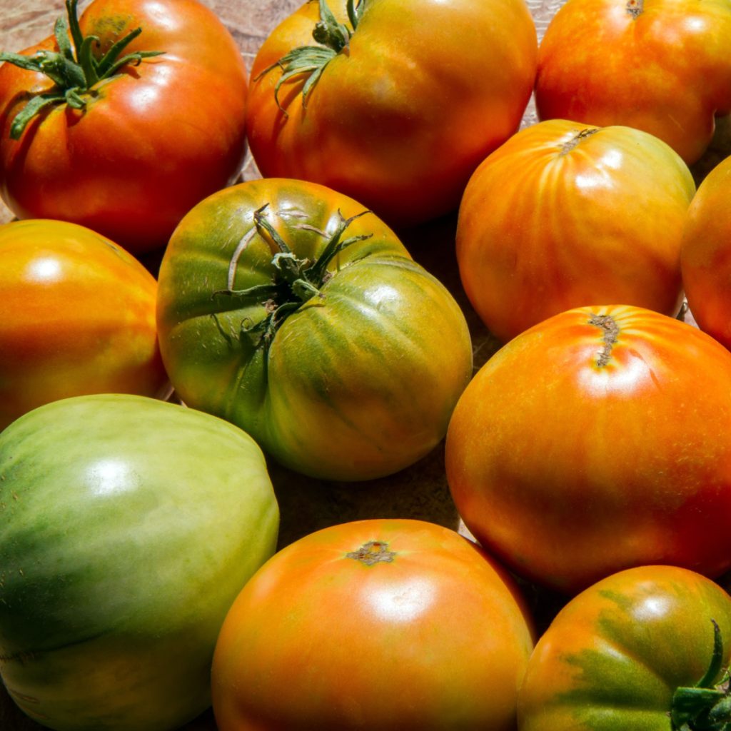 ripen tomatoes off the vine