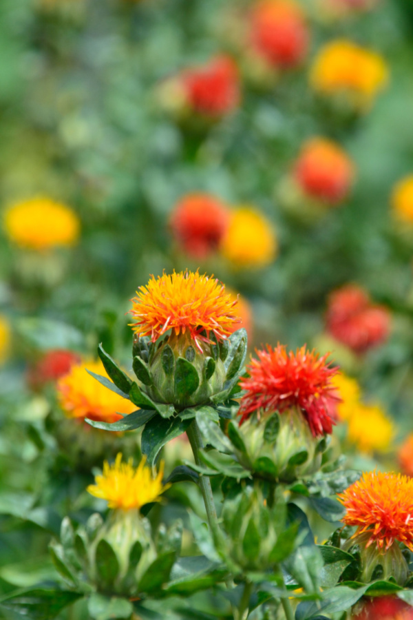 safflower