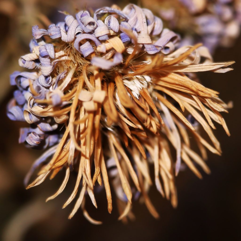 how to save mums seeds from mums