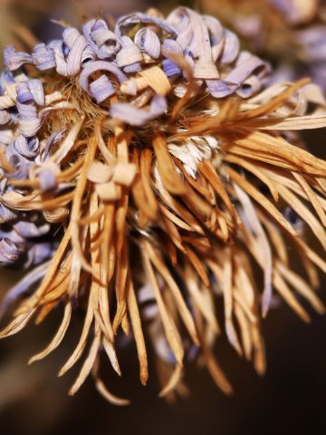 how to save mums seeds from mums