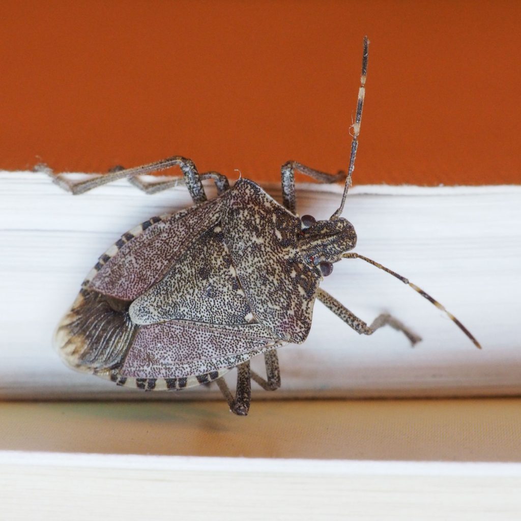 stink bugs getting inside in the fall