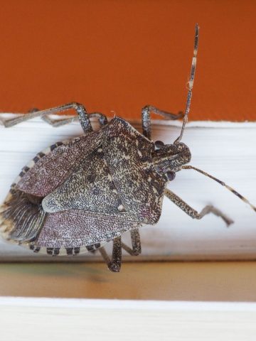 stink bugs getting inside in the fall