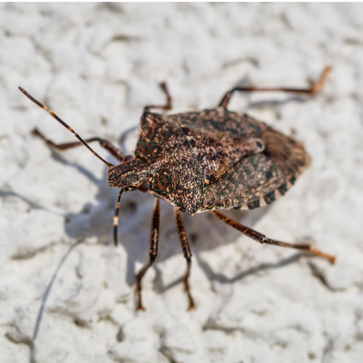 3 Secrets To Keep Stink Bugs Out Of Your House This Fall!