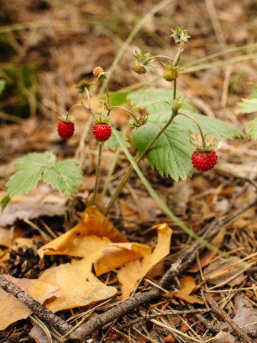 strawberry plants and pine needles