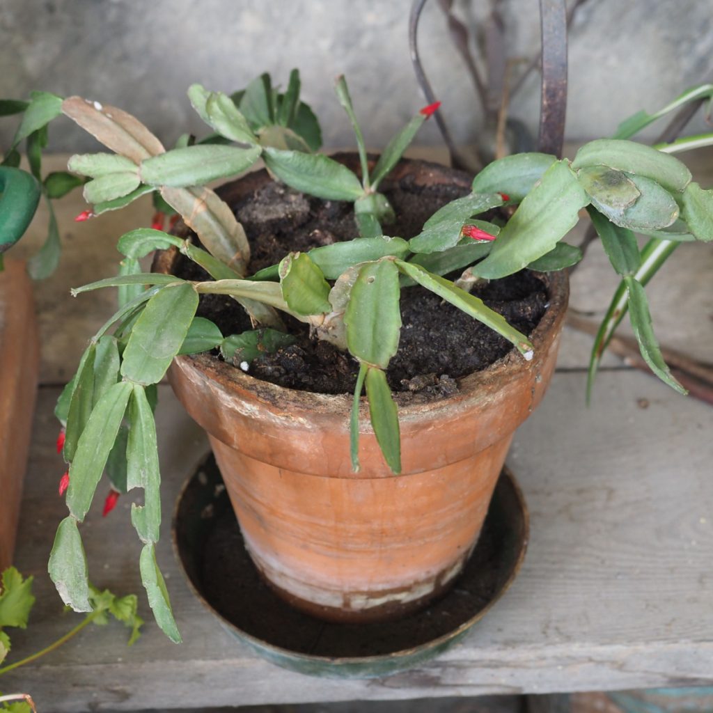 mistakes that ruin Christmas cactus blooms