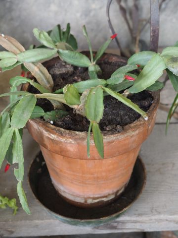 mistakes that ruin Christmas cactus blooms