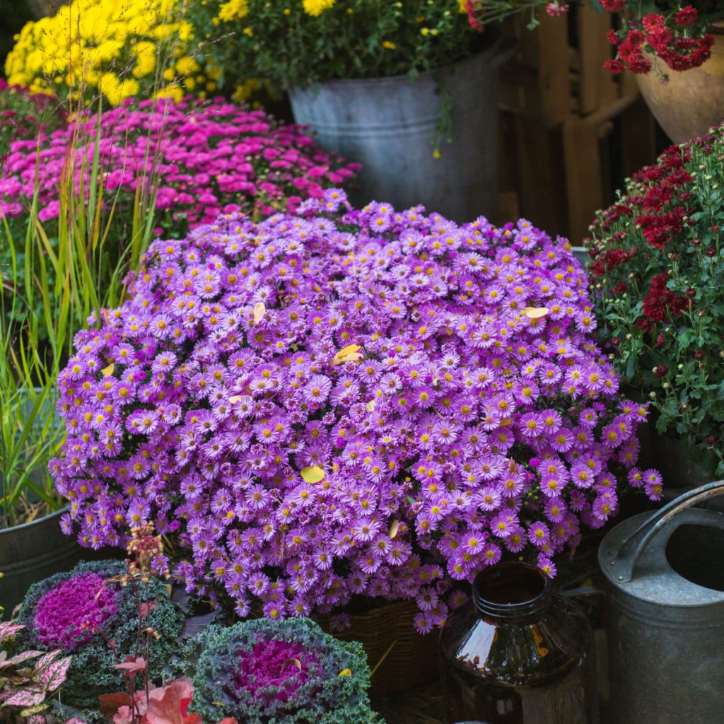 how to keep asters alive