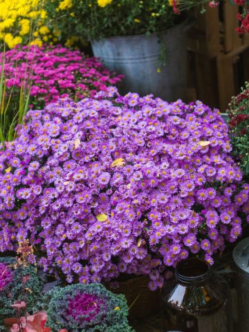 how to keep asters alive