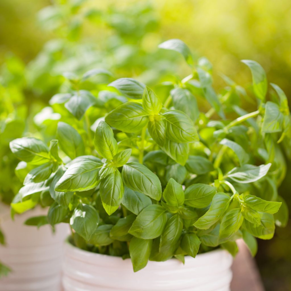 how to grow basil inside all winter long