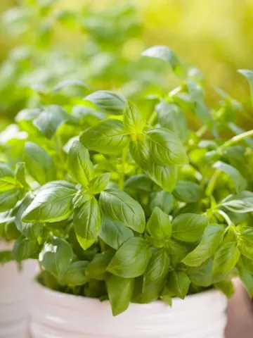 how to grow basil inside all winter long