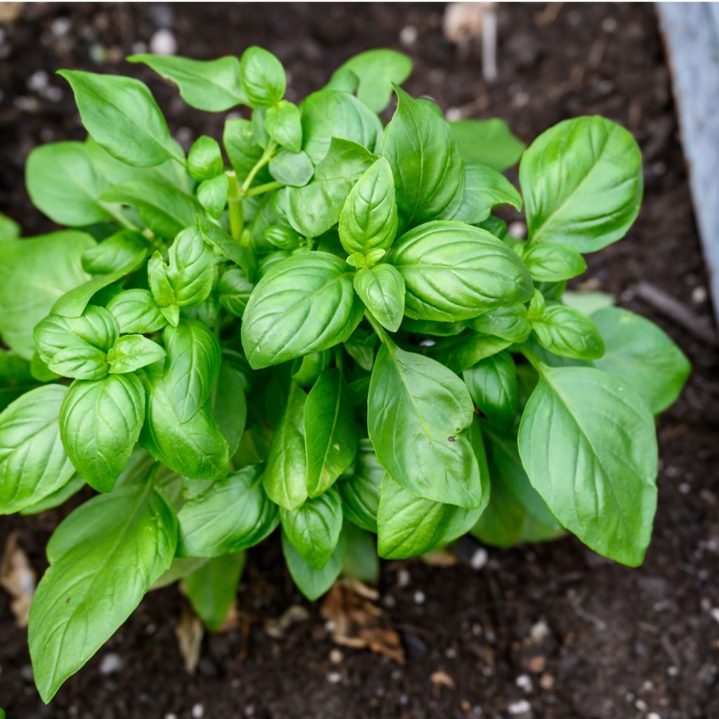 repotting basil plants for indoors