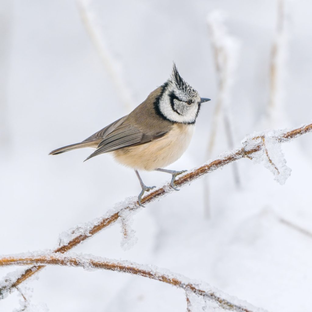 help birds survive winter