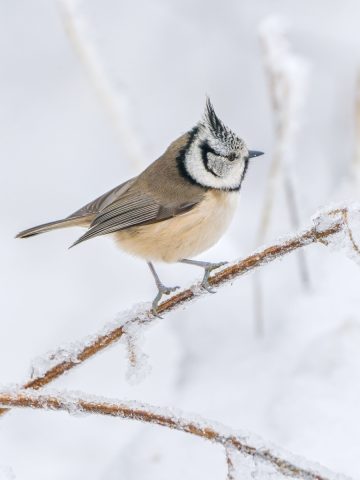 help birds survive winter